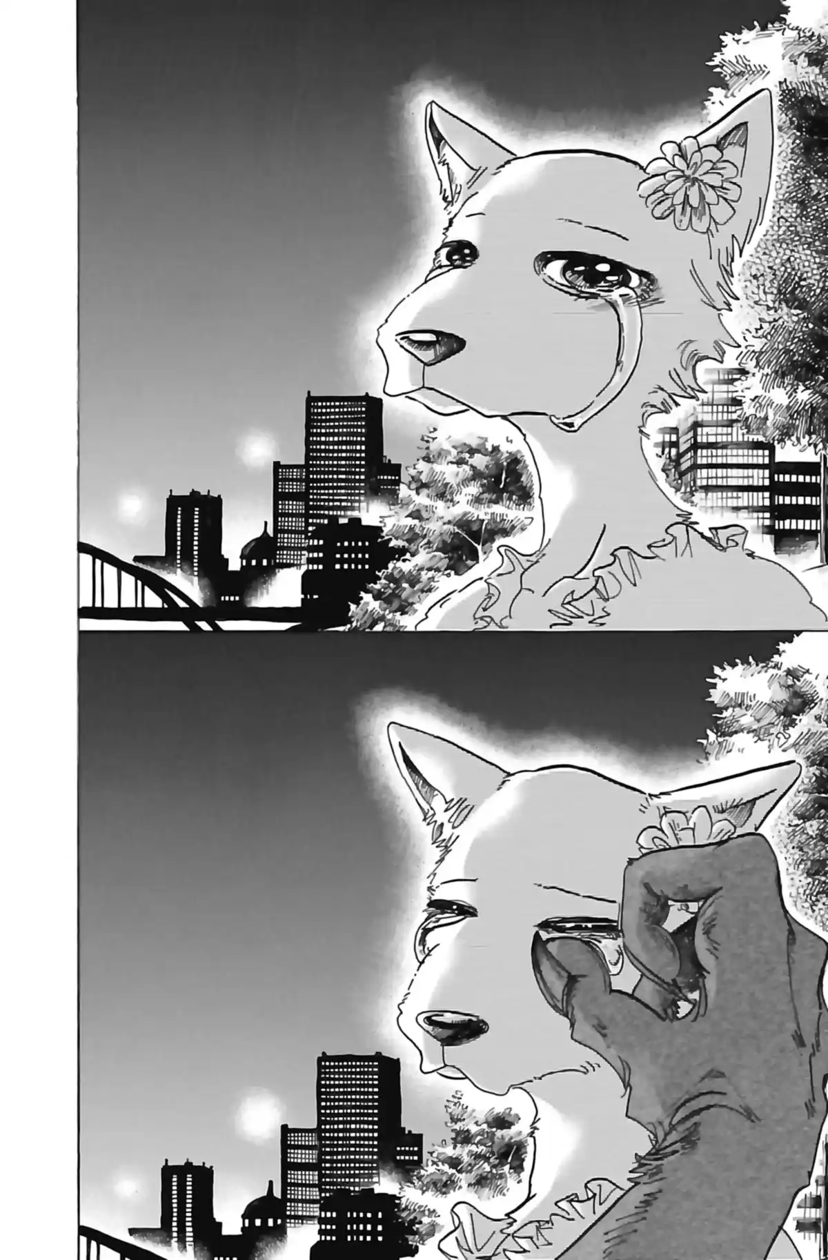 BEASTARS Volume 10 page 141