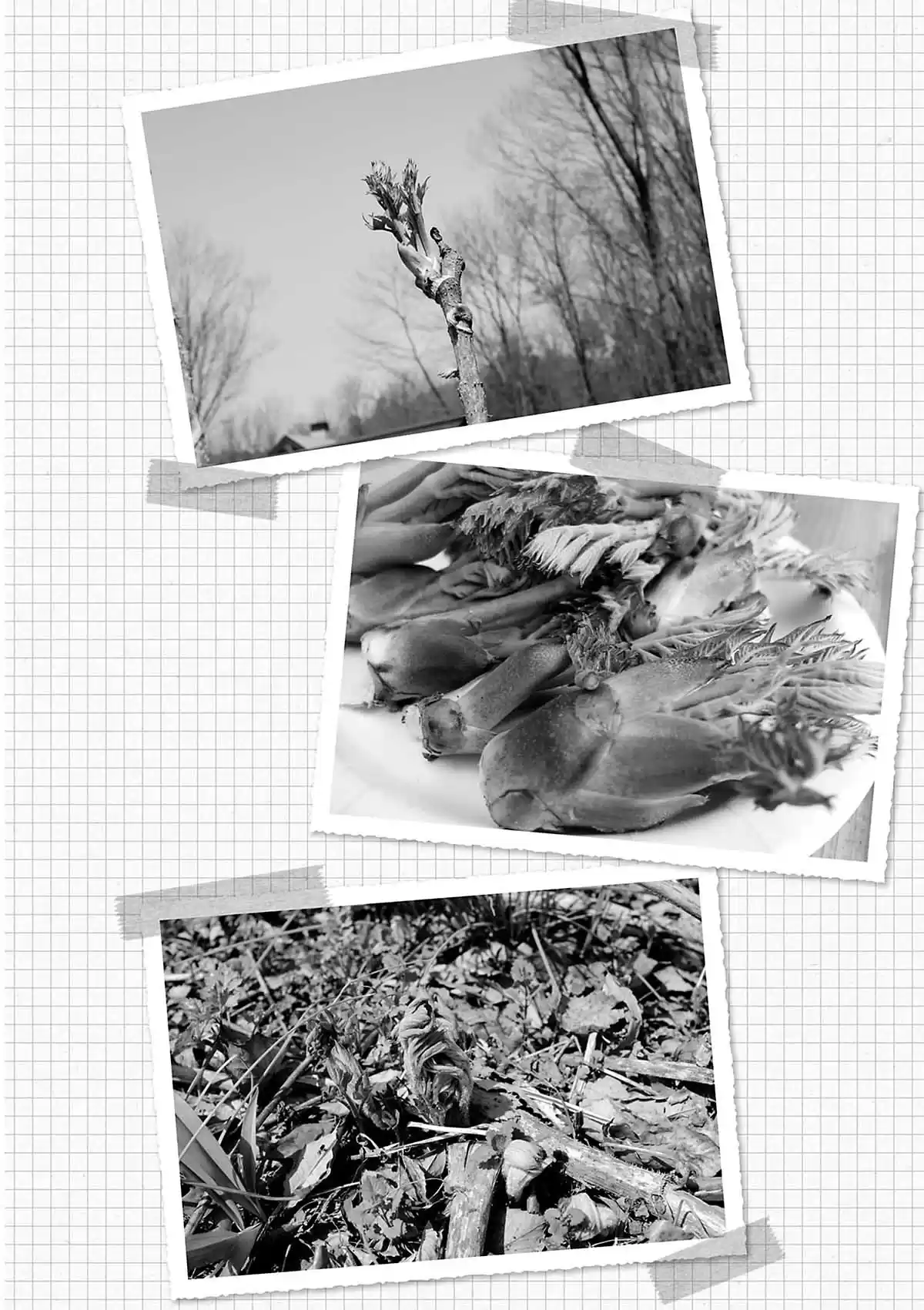 Ma vie dans les bois Volume 2 page 17